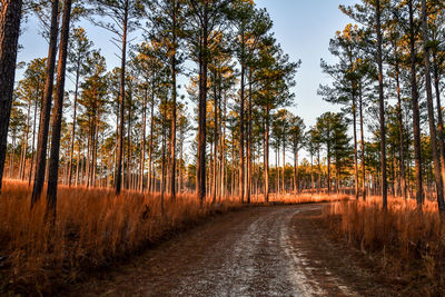 Empty dirt path through the woods under blue sky