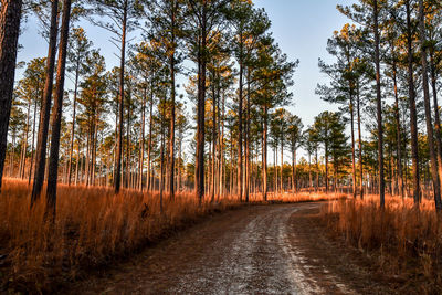 Road amidst trees in forest