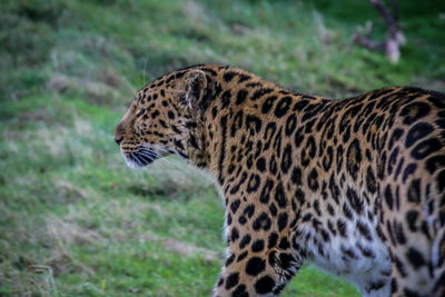 Close-up of tiger