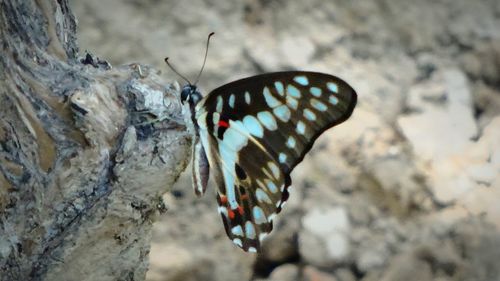 Close-up of butterfly