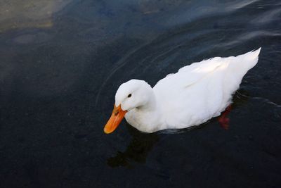 Close-up of bird