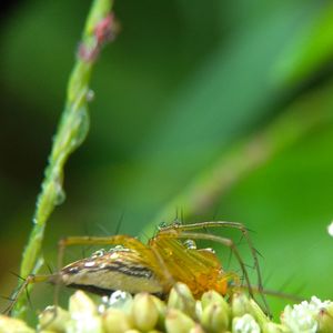 Close-up of insect on flower