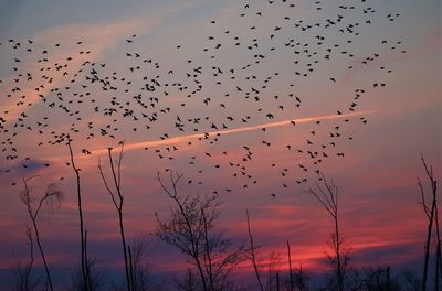 Flock od bireds in front a pink sunset sky.