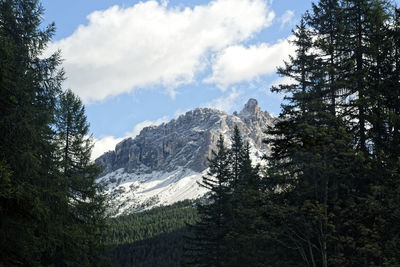 Scenic view of pine trees against sky