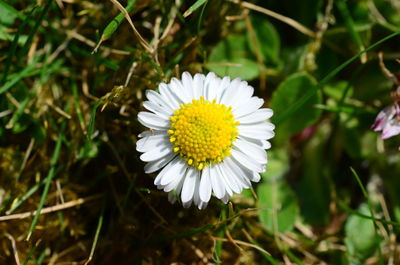 Close-up of white daisy flower on field