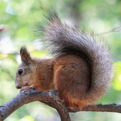 Close-up of squirrel