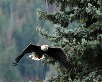 Soaring bald eagle in fir trees