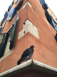 Low angle view of bird perching on building