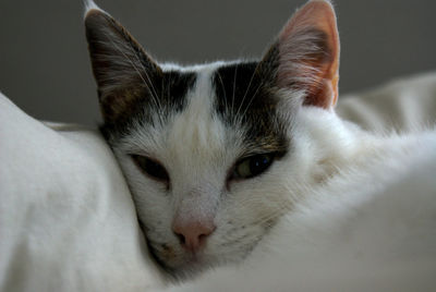 Close-up portrait of cat on bed