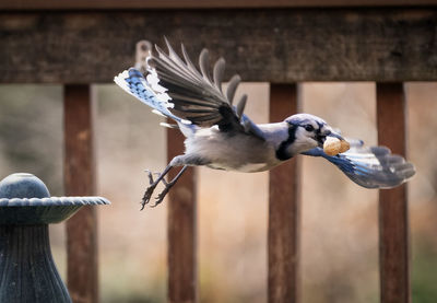 Bluejay finds a peanut and takes flight