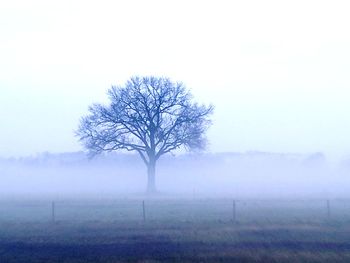 Bare tree on landscape against clear sky