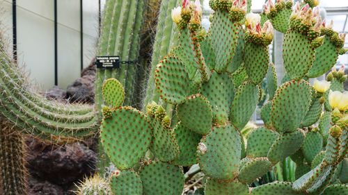 Close-up of prickly pear cactus