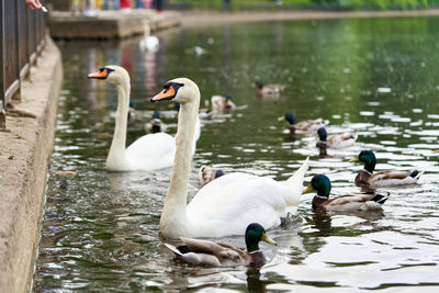 Swans swimming in lake