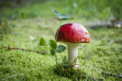 Close-up of fly agaric mushroom on field