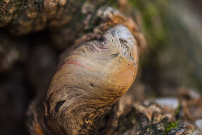 Close-up of horse