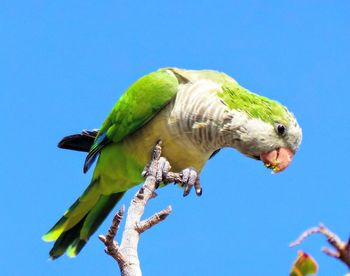 Low angle view of parrot perching on tree against clear blue sky