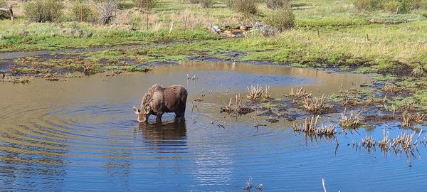 View of drinking water in lake