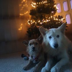 Portrait of dog on illuminated christmas tree at night