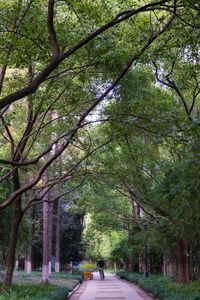 Rear view of woman walking on road along trees