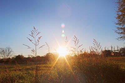 Sun shining through trees on field