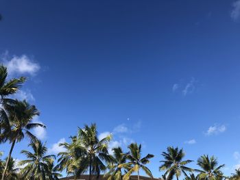 Low angle view of palm trees against blue sky