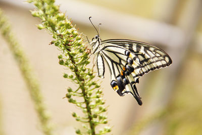 Close-up of butterfly on leaf