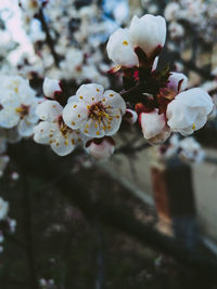 Close-up of white cherry blossoms in spring