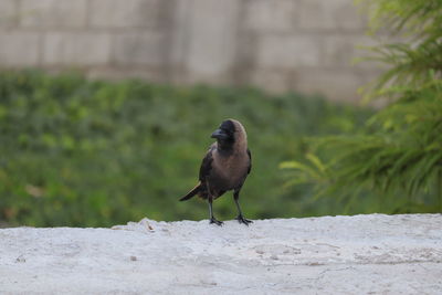 Close-up of bird perching on wall