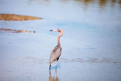 High angle view of gray heron perching on a lake