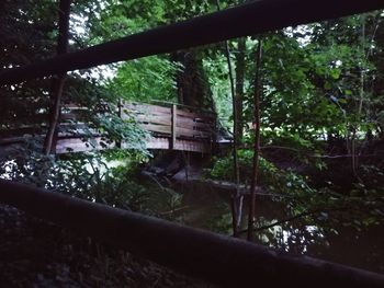 Trees by plants in forest