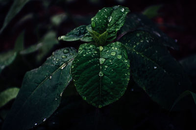 Close-up of wet plant leaves during rainy season