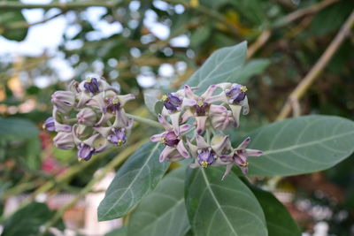 Close-up of purple flowering plant leaves