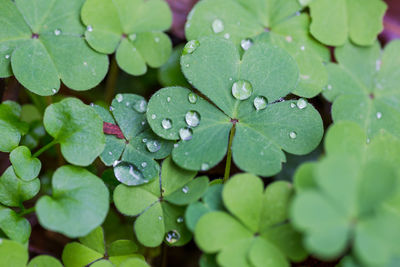 Macro closeup of rain or dew drops on green clover leaves.