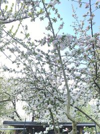 Low angle view of flower tree against sky