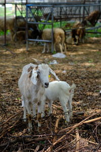 Sheep in a field