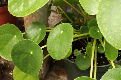 High angle view of fresh green leaves