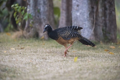 Close-up of bird on field