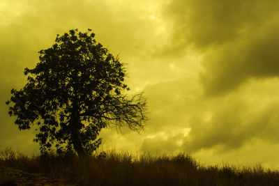 Tree against sky during sunset