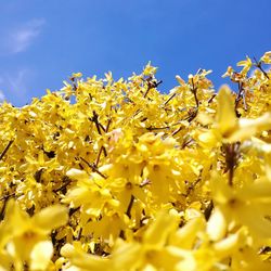 Close-up of yellow flowering plants on field against sky