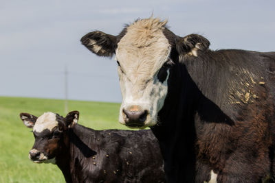 Close-up of horse on field
