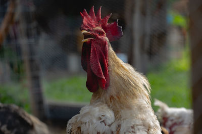 Close-up of rooster