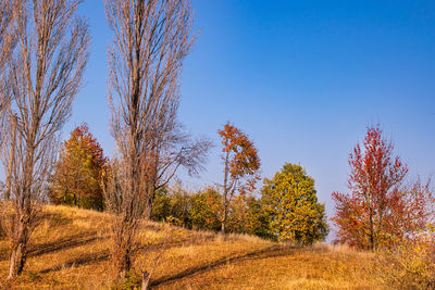 Trees on field against clear sky during autumn