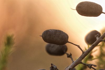 Close-up of plant against sky