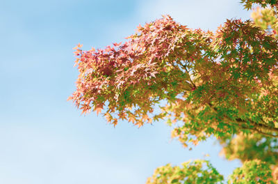 Low angle view of flowering plant against sky