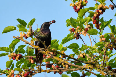 Low angle view of bird perching on tree