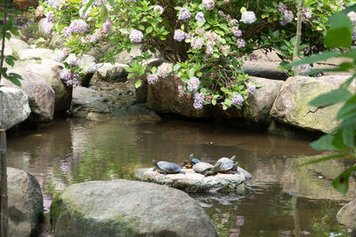 View of birds on rock by lake