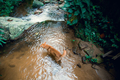 High angle view of dog in shallow water