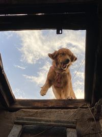 Portrait of dog looking through window