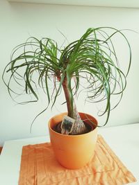 Close-up of potted plant on table at home
