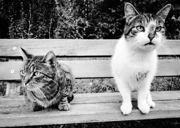 Close-up of cats sitting bench